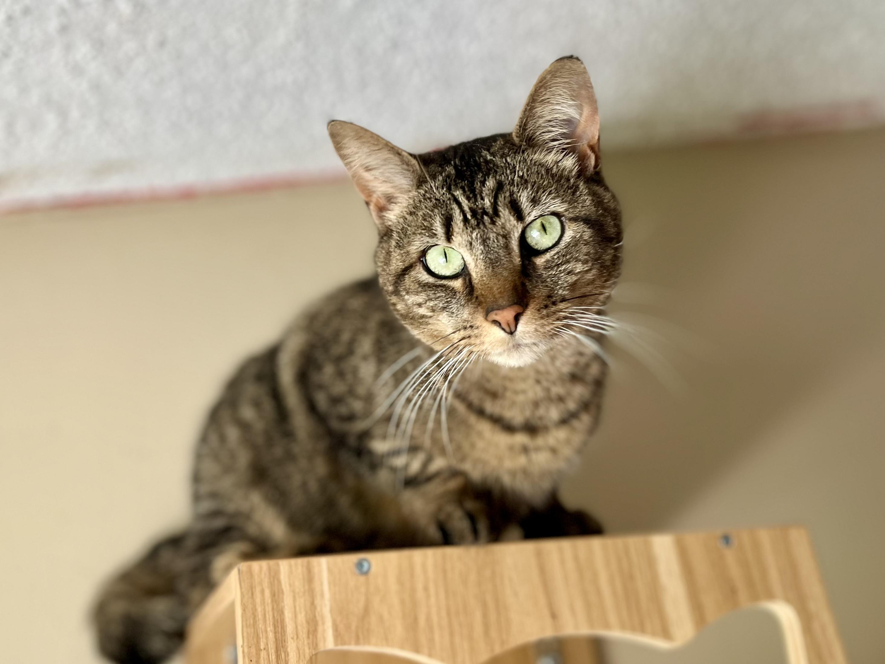 Frappe, a Adoptable American Shorthair in Elkland, PA image 4/4