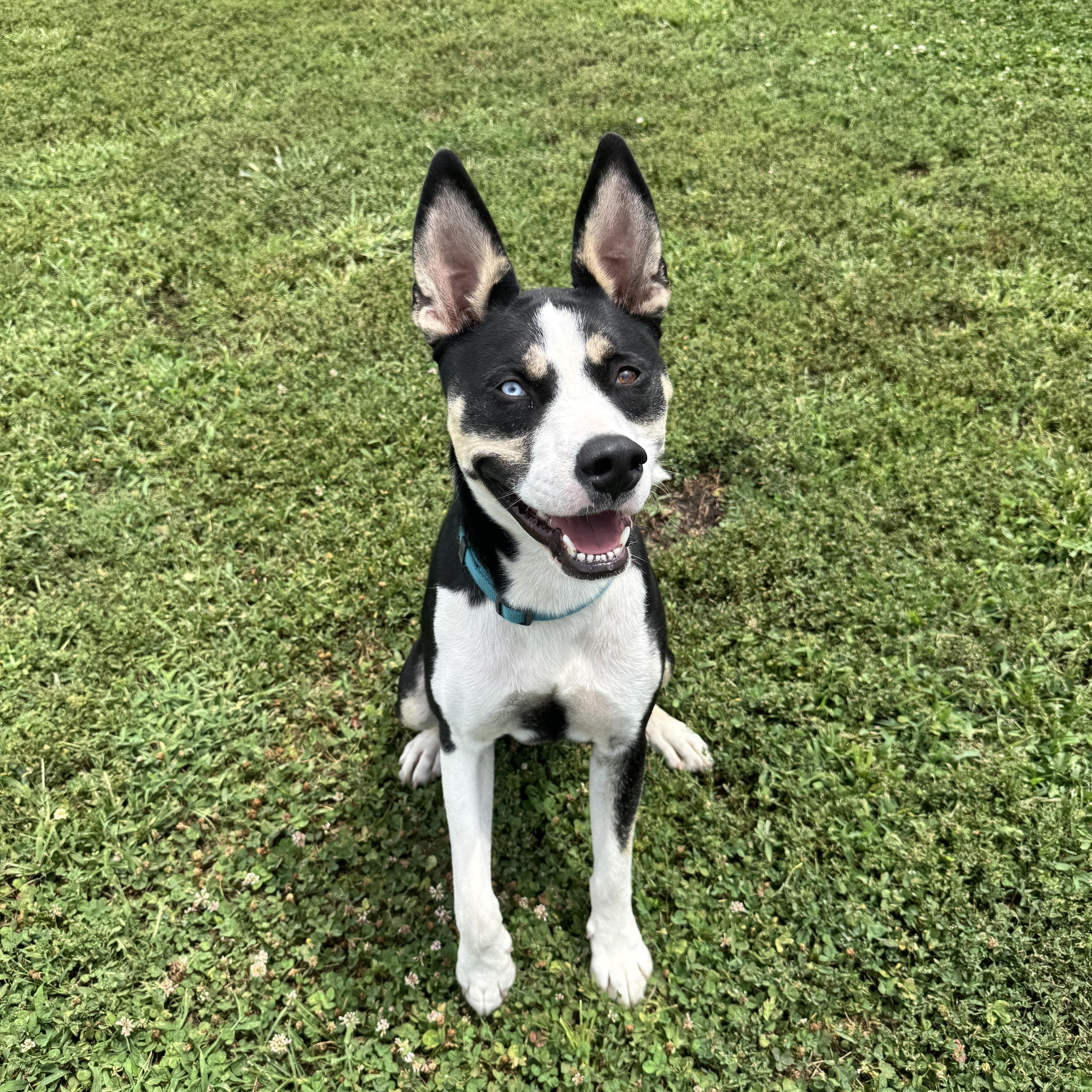 Enlarge Huck, a ADOPTABLE mixed breed in Leon, KS image 1/2
