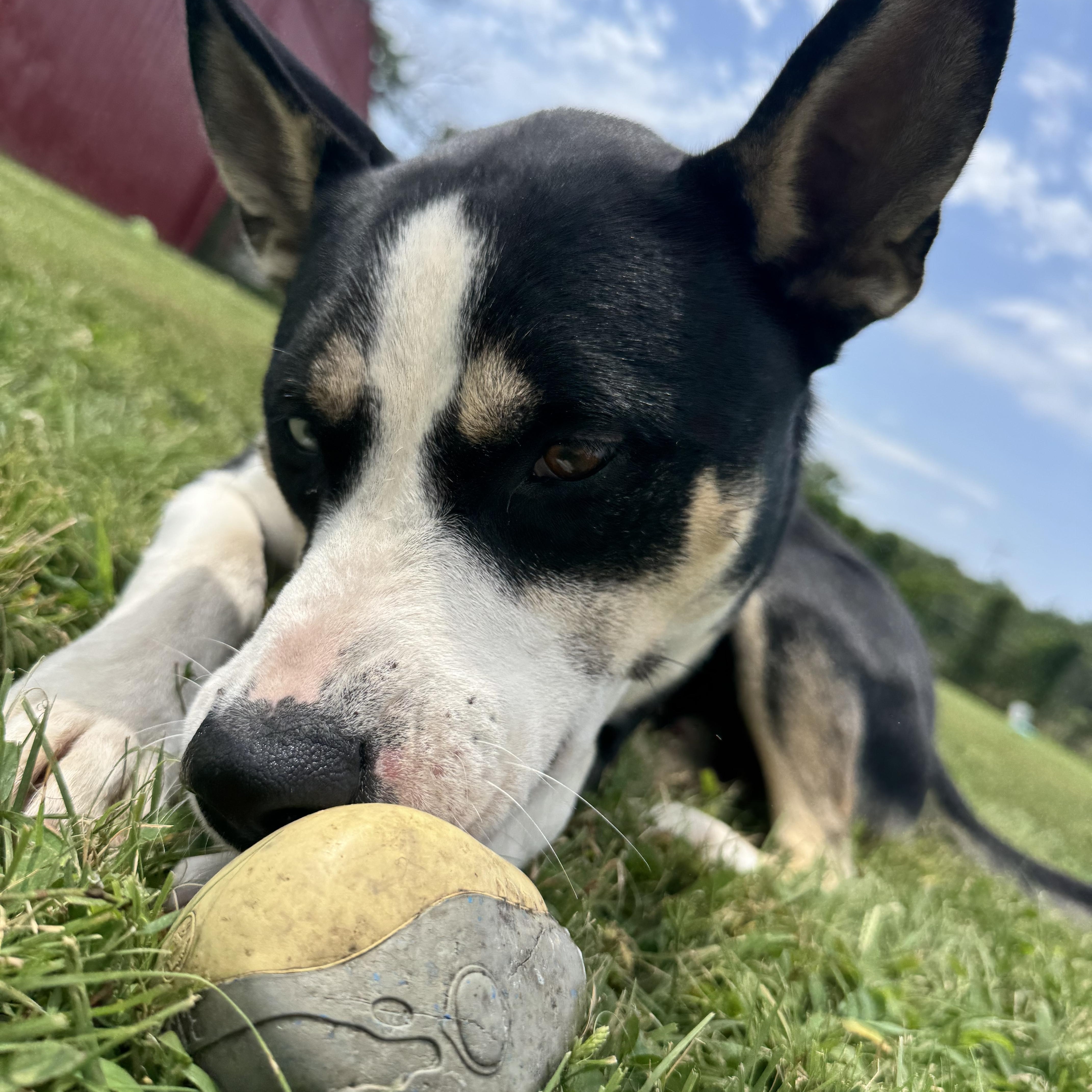 Enlarge Huck, a ADOPTABLE mixed breed in Leon, KS image 2/2
