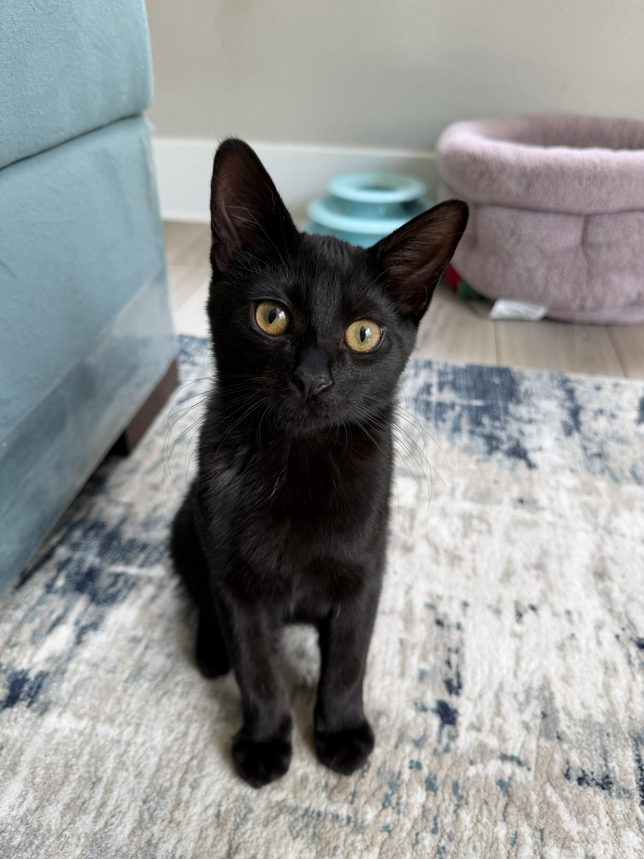 Huckleberry and Violet, an adoptable Domestic Short Hair in Seattle, WA image 4/6
