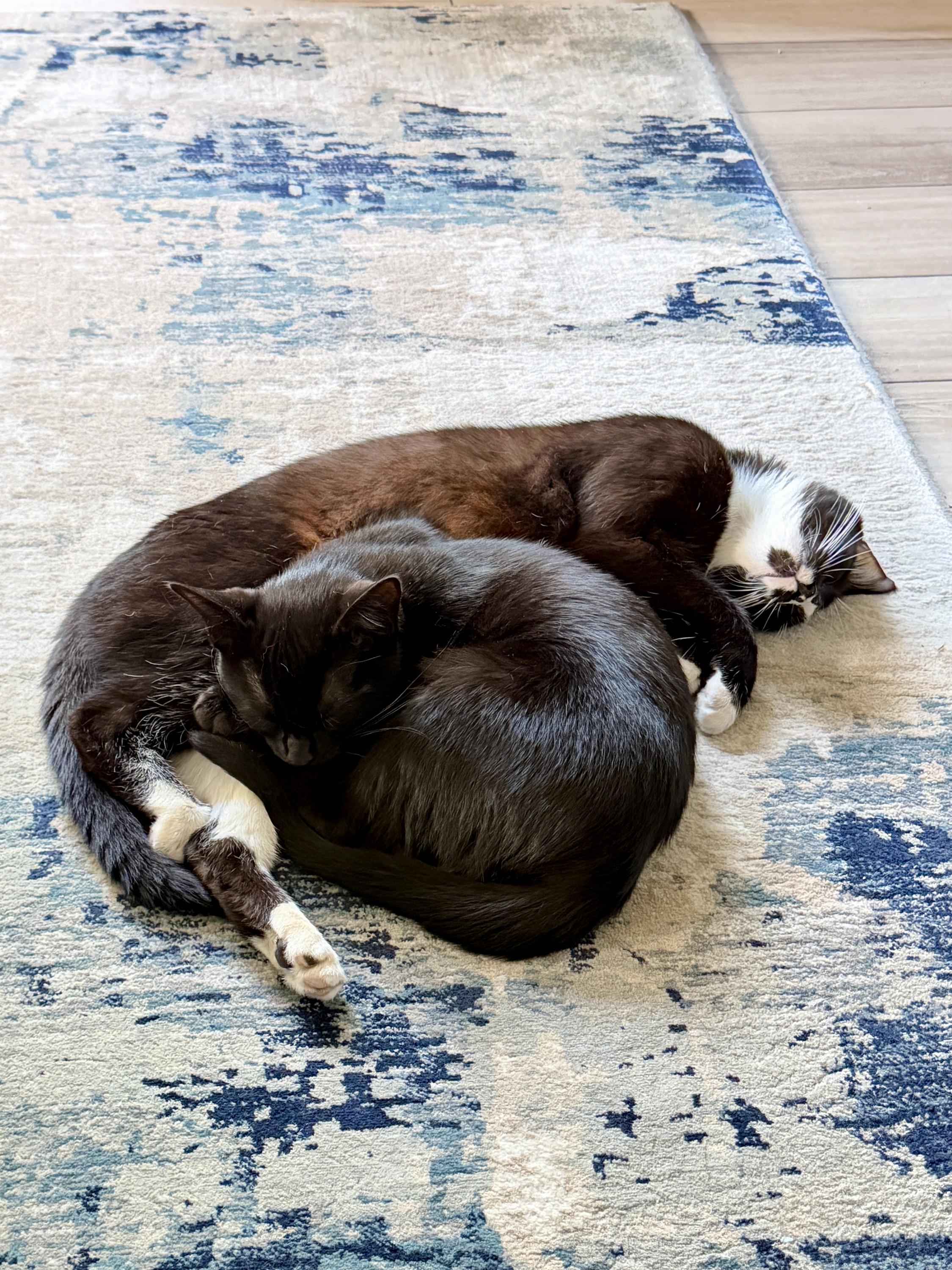 Huckleberry and Violet, an adoptable Domestic Short Hair in Seattle, WA image 6/6