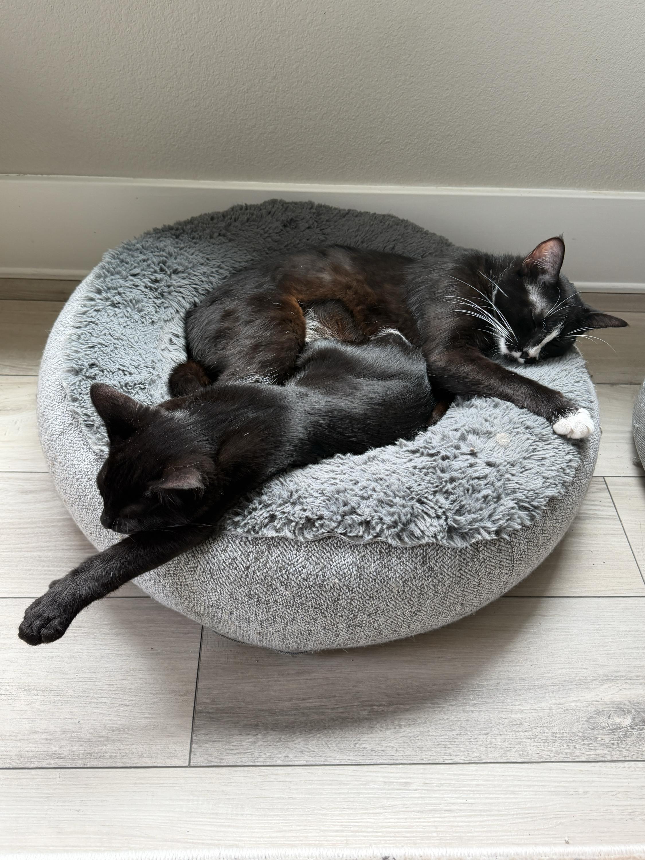 Huckleberry and Violet, an adoptable Domestic Short Hair in Seattle, WA image 1/6