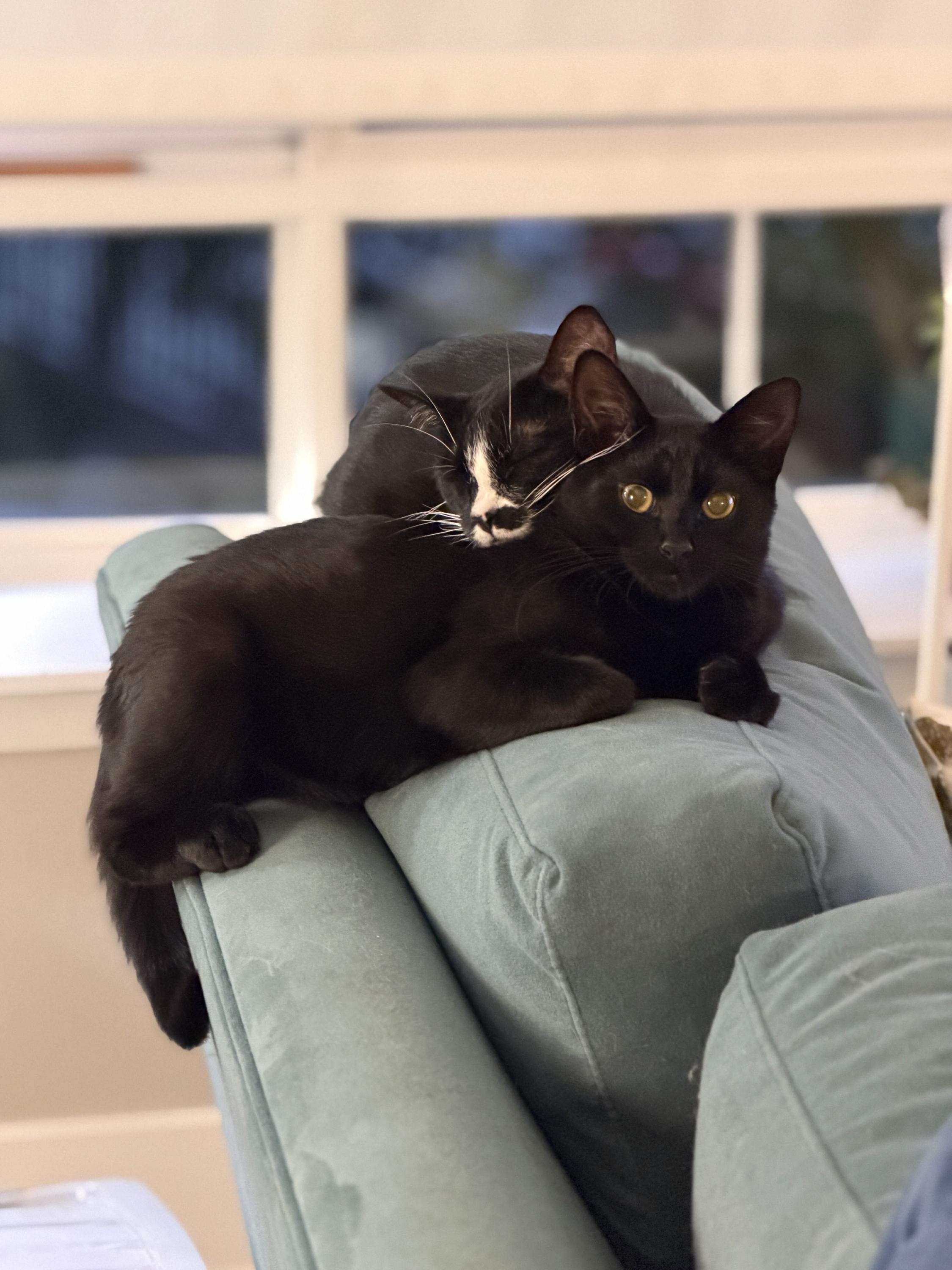 Enlarge Huckleberry and Violet, a Adoptable Domestic Short Hair in Seattle, WA image 1/6