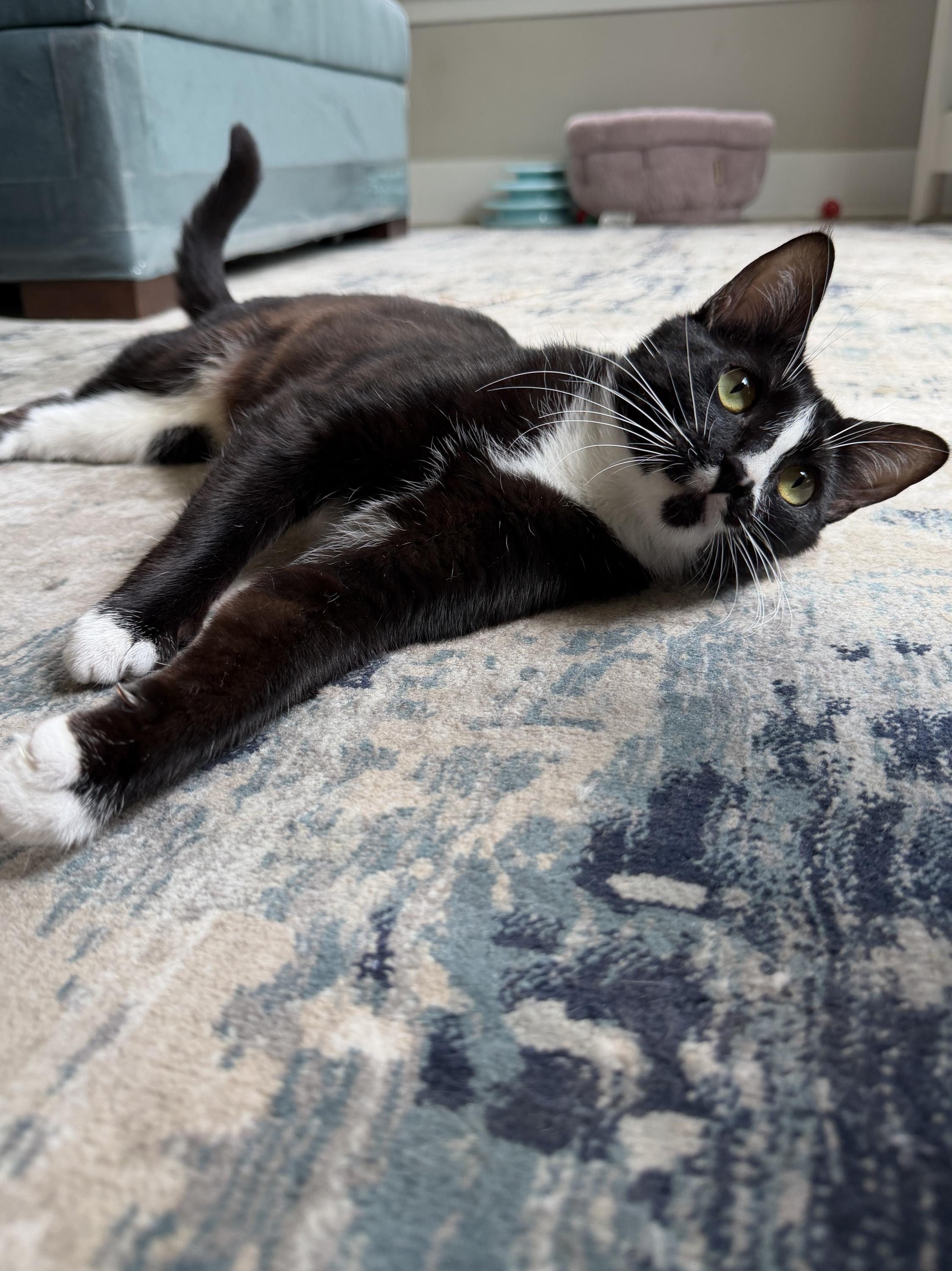 Huckleberry and Violet, an adoptable Domestic Short Hair in Seattle, WA image 3/6