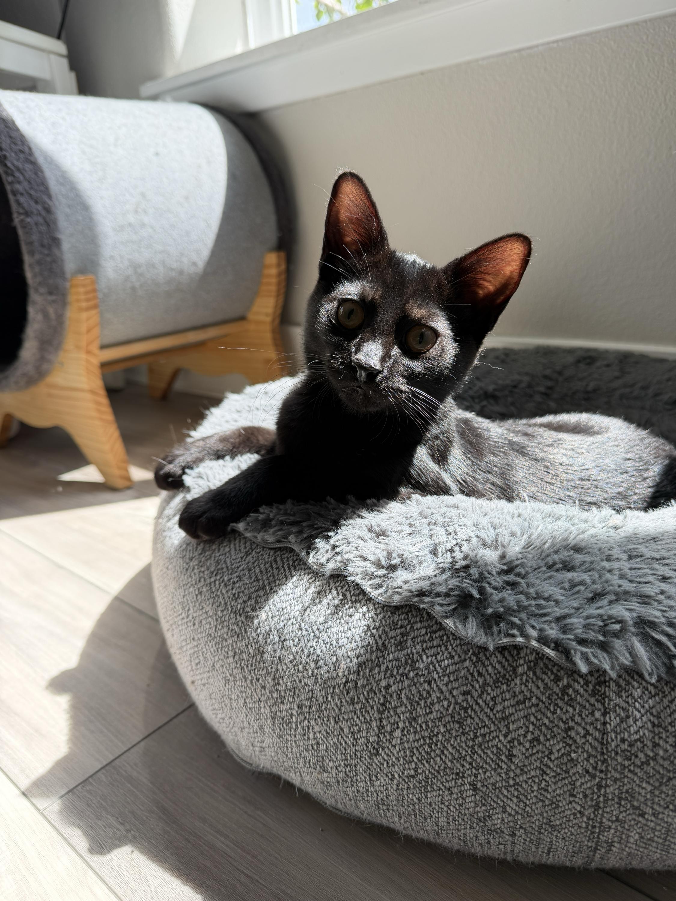 Huckleberry and Violet, an adoptable Domestic Short Hair in Seattle, WA image 5/6