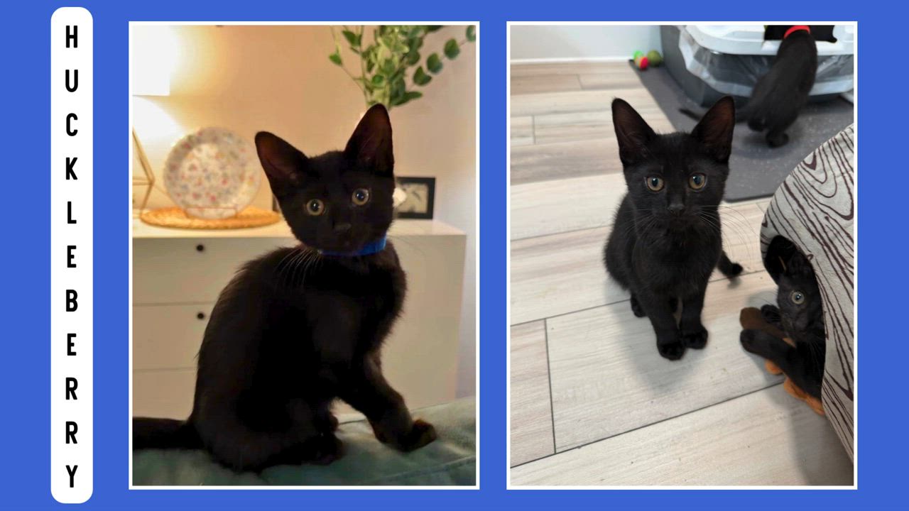 Enlarge Huckleberry and Violet, an adoptable Domestic Short Hair in Seattle, WA video 2/6