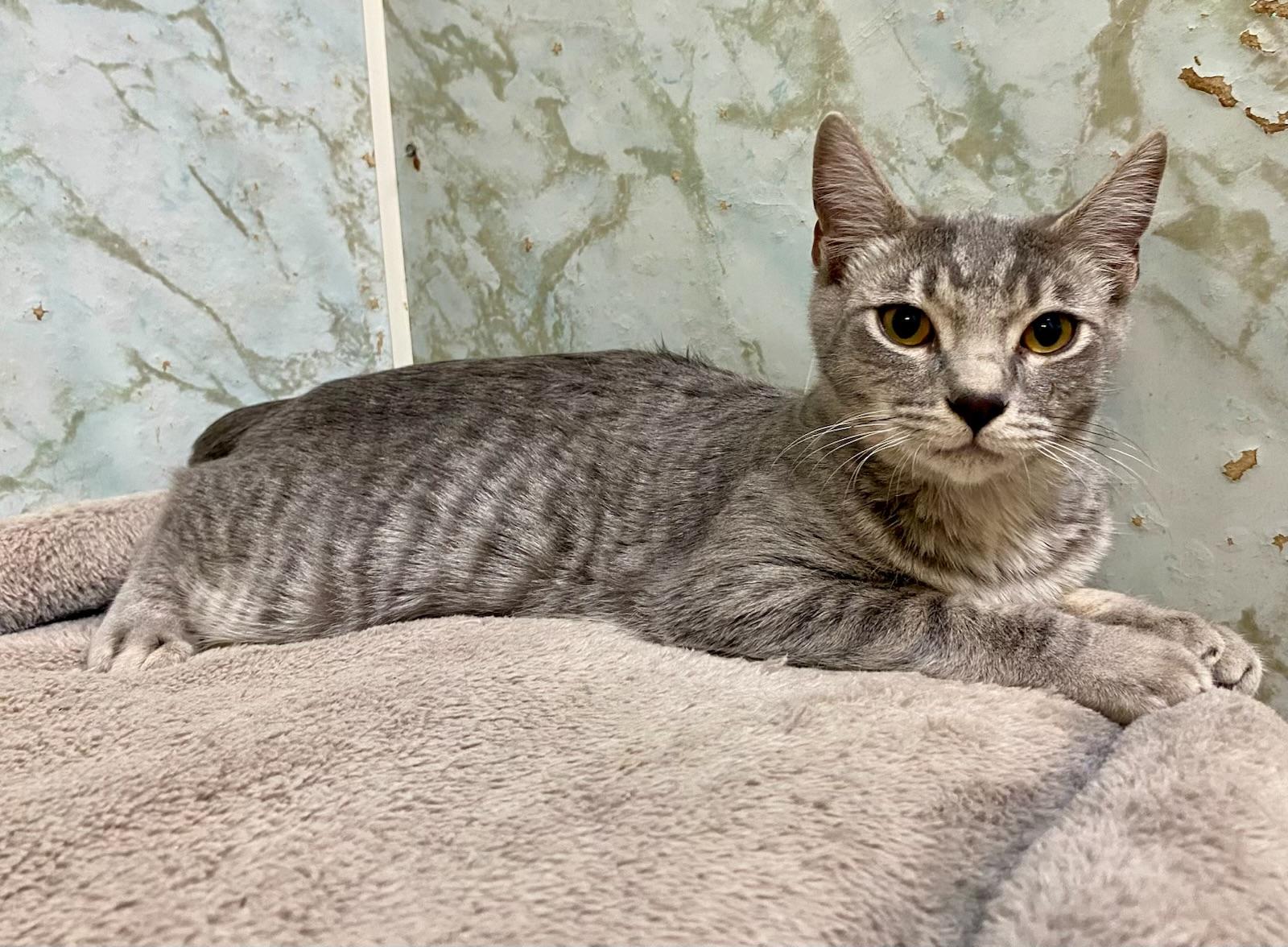 Enlarge CLAUDIA SCHIFFER, a Adoptable Domestic Short Hair in Joshua Tree, CA image 1/1