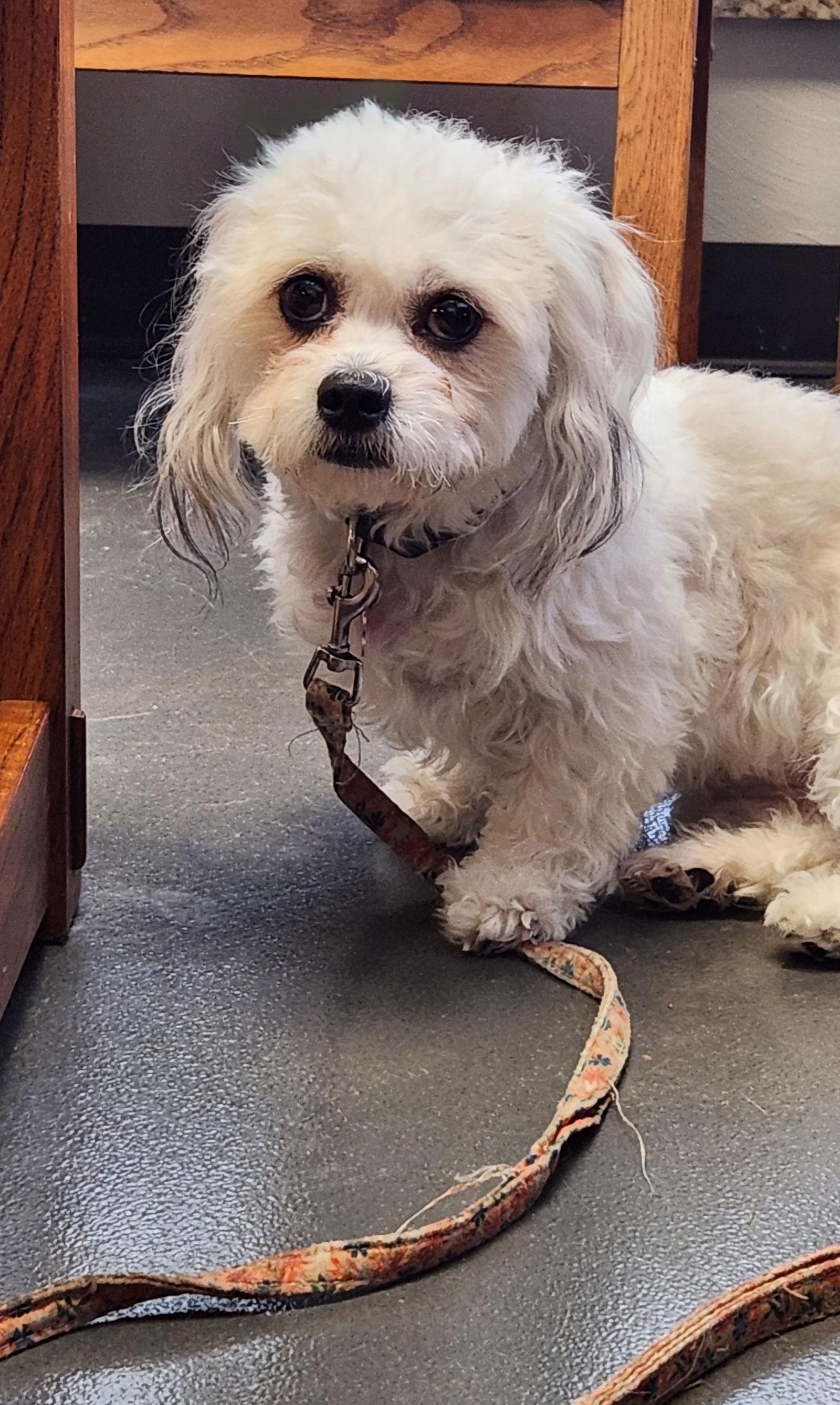 Enlarge Cassie, a Adopted mixed breed in Clinton, OK image 1/1