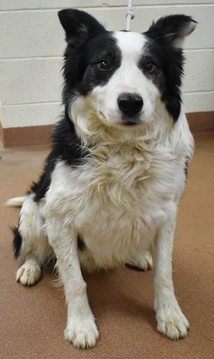 Moby (92938), ADOPTABLE, Adult Male Border Collie.