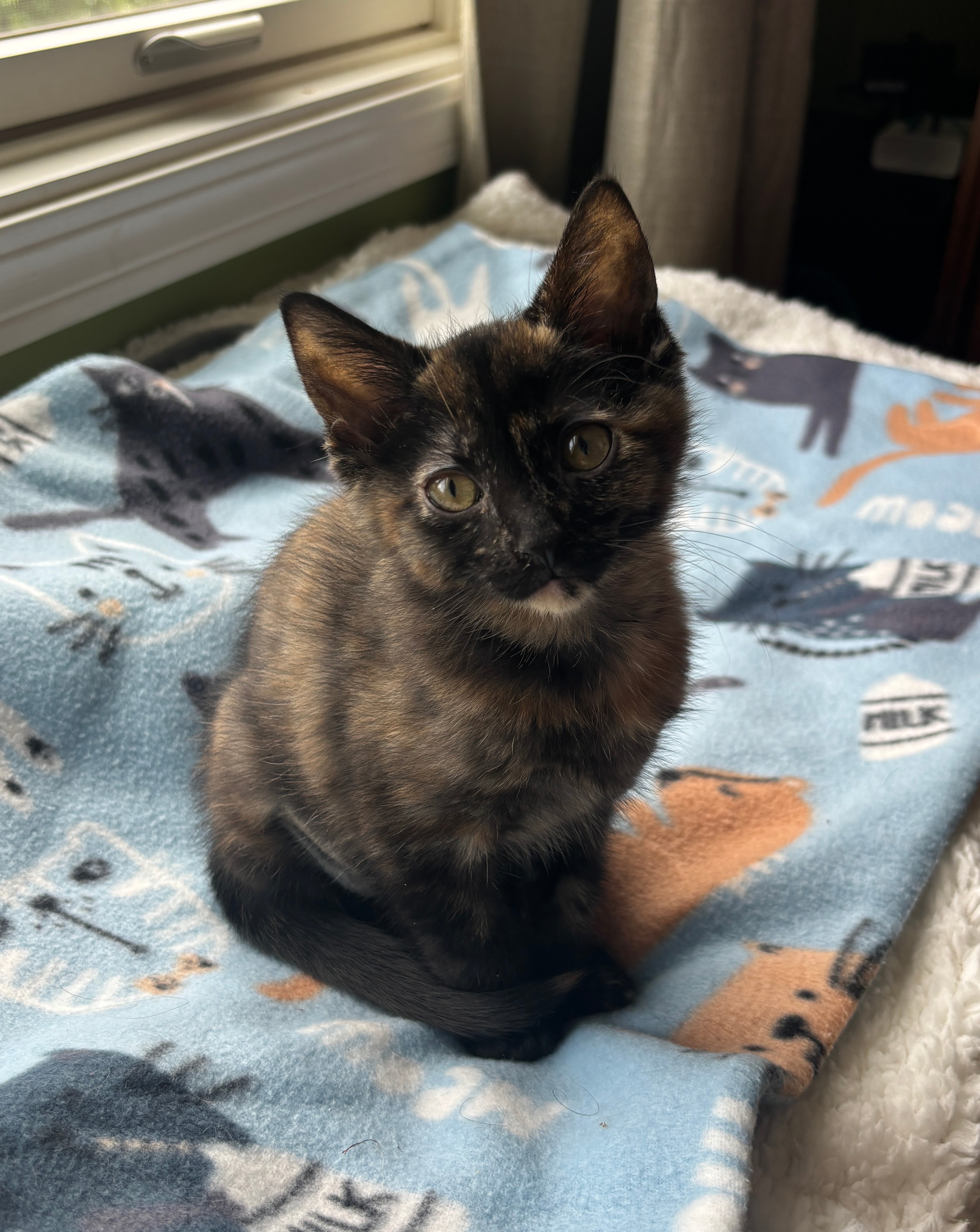Cat for adoption Bonny, a Domestic Short Hair in Kenosha, WI Petfinder