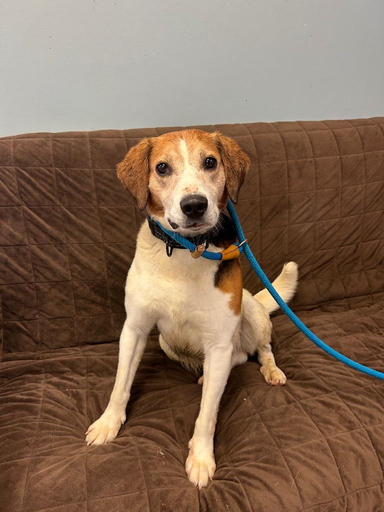 Enlarge Leroy, a Adoptable mixed breed in Marion, OH image 1/1
