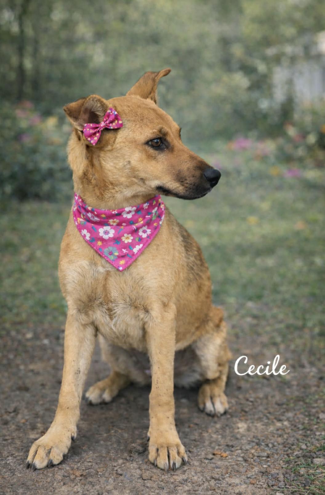 Cecile — thumbnail 3