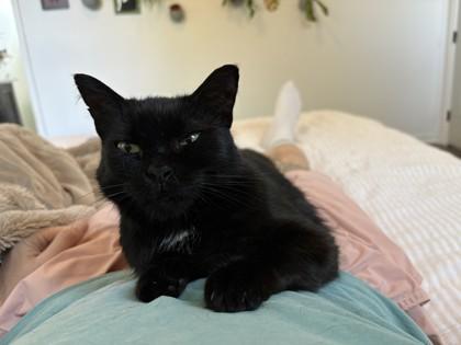 Dama Fortuna (Unfurr-getables in Foster), Adoptable, Adult Female Domestic Short Hair & Domestic Short Hair.