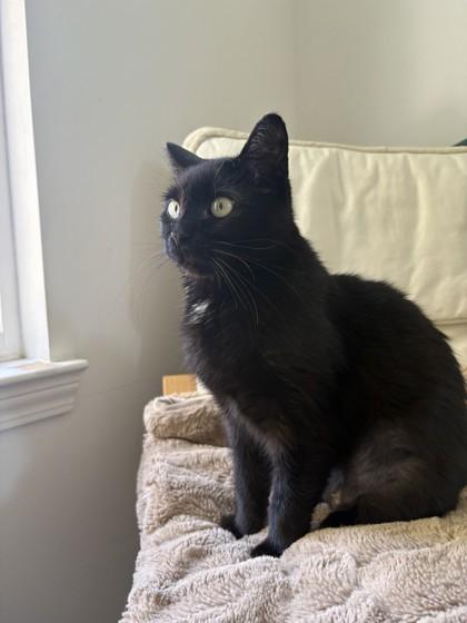 Enlarge Dama Fortuna (Unfurr-getables in Foster), a Adoptable mixed breed in New Orleans, LA image 2/2