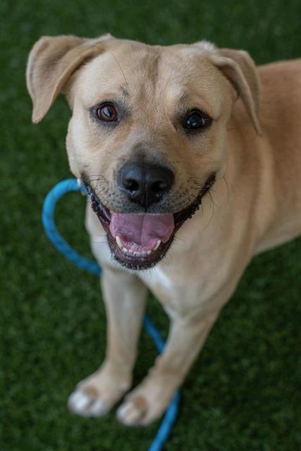 Enlarge JAFAR, a Adoptable mixed breed in Baytown, TX image 1/1