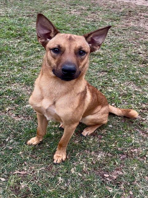 DANTE — thumbnail 2