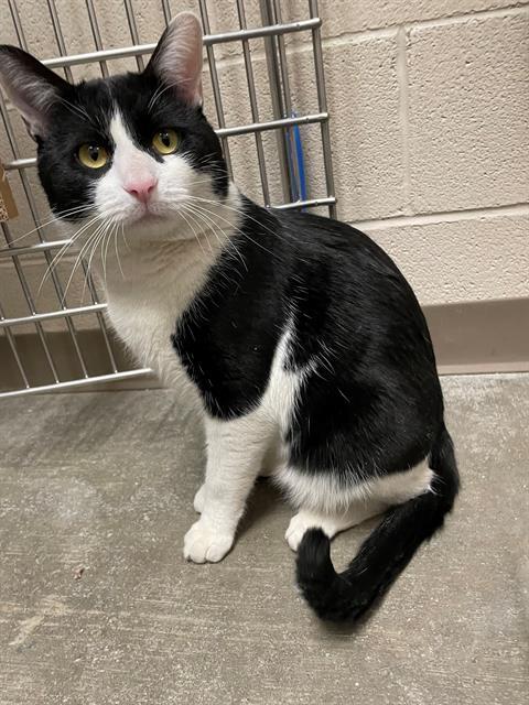 Enlarge ELLIOT, a Adoptable Domestic Short Hair in Frisco, CO image 1/1