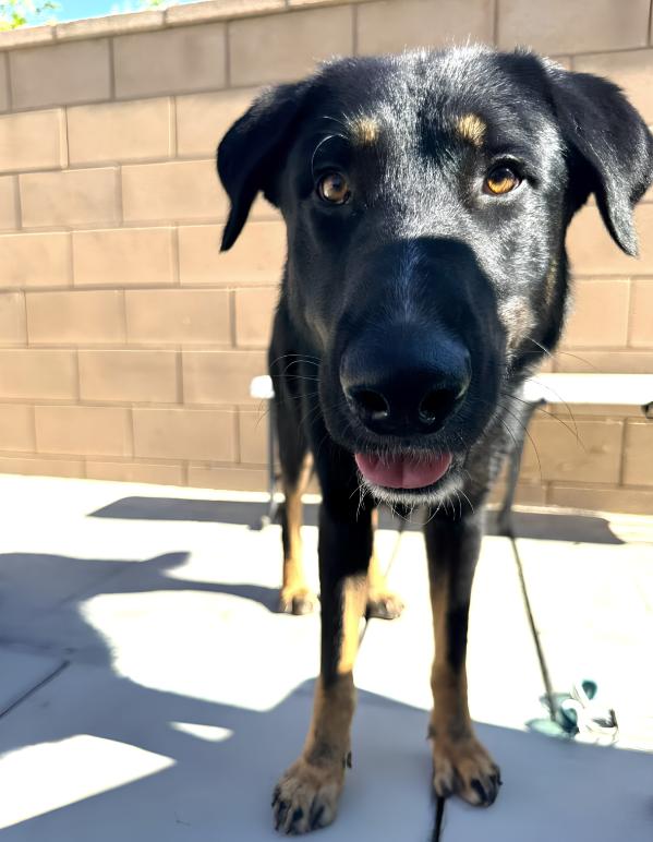 Enlarge Pluto, a Adoptable mixed breed in Naperville, IL image 2/5