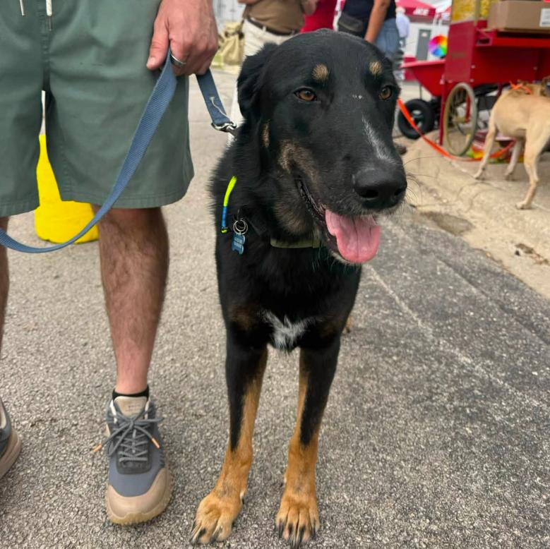 Enlarge Pluto, a Adoptable mixed breed in Naperville, IL image 4/5