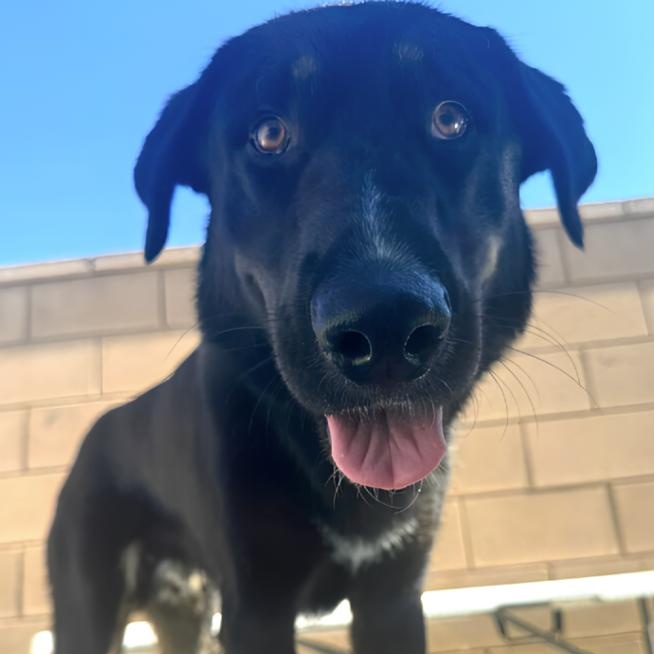 Enlarge Pluto, a Adoptable mixed breed in Naperville, IL image 1/5