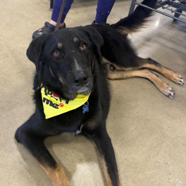 Enlarge Pluto, a Adoptable mixed breed in Naperville, IL image 5/5