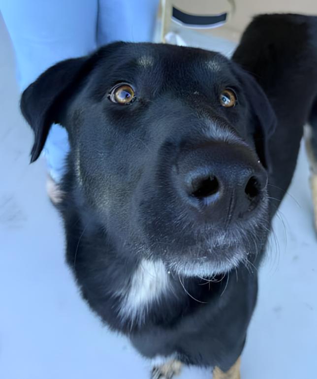 Enlarge Pluto, a Adoptable mixed breed in Naperville, IL image 3/5