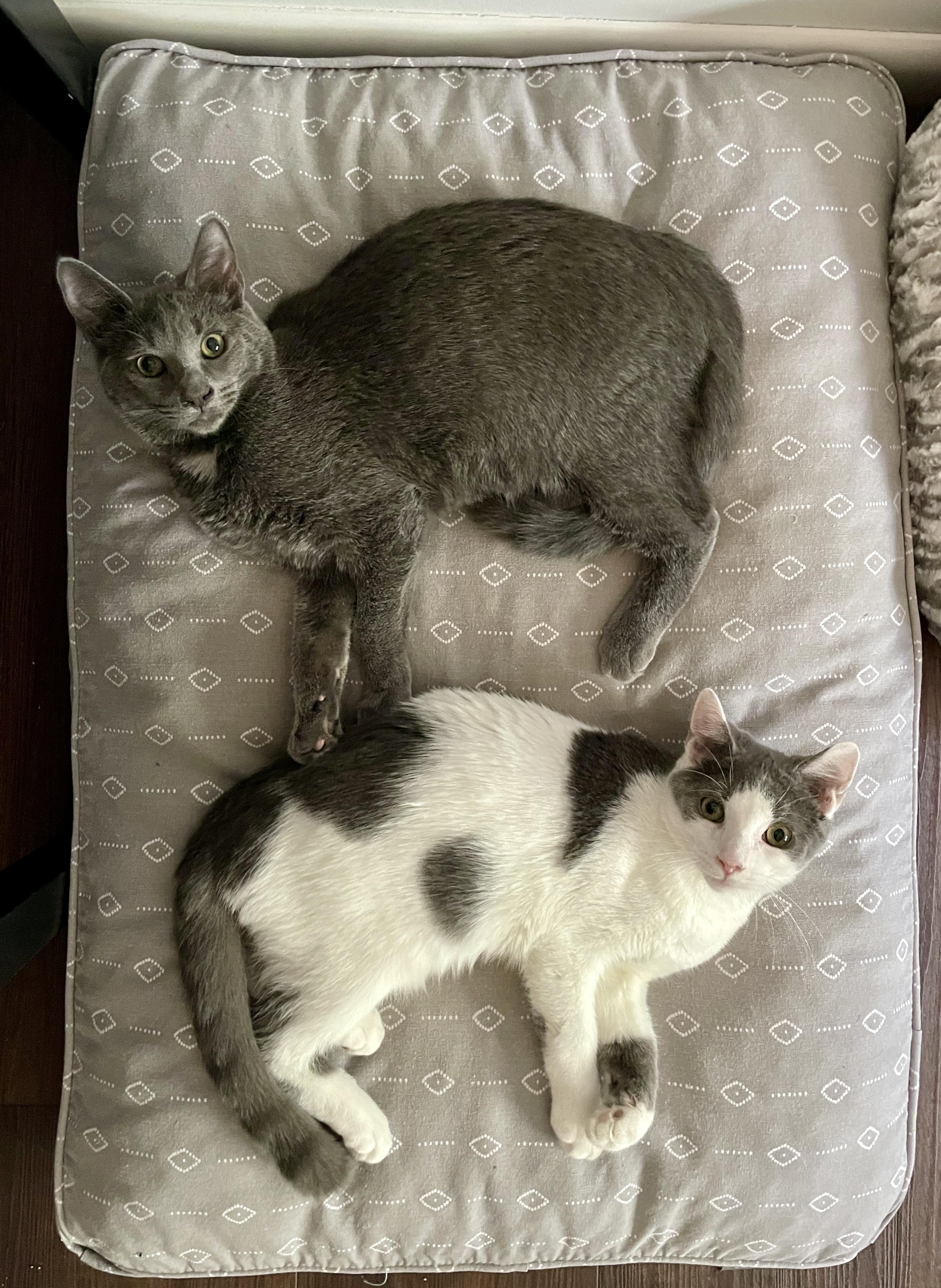 Hubcap and Lugnut, Young Male Domestic Short Hair