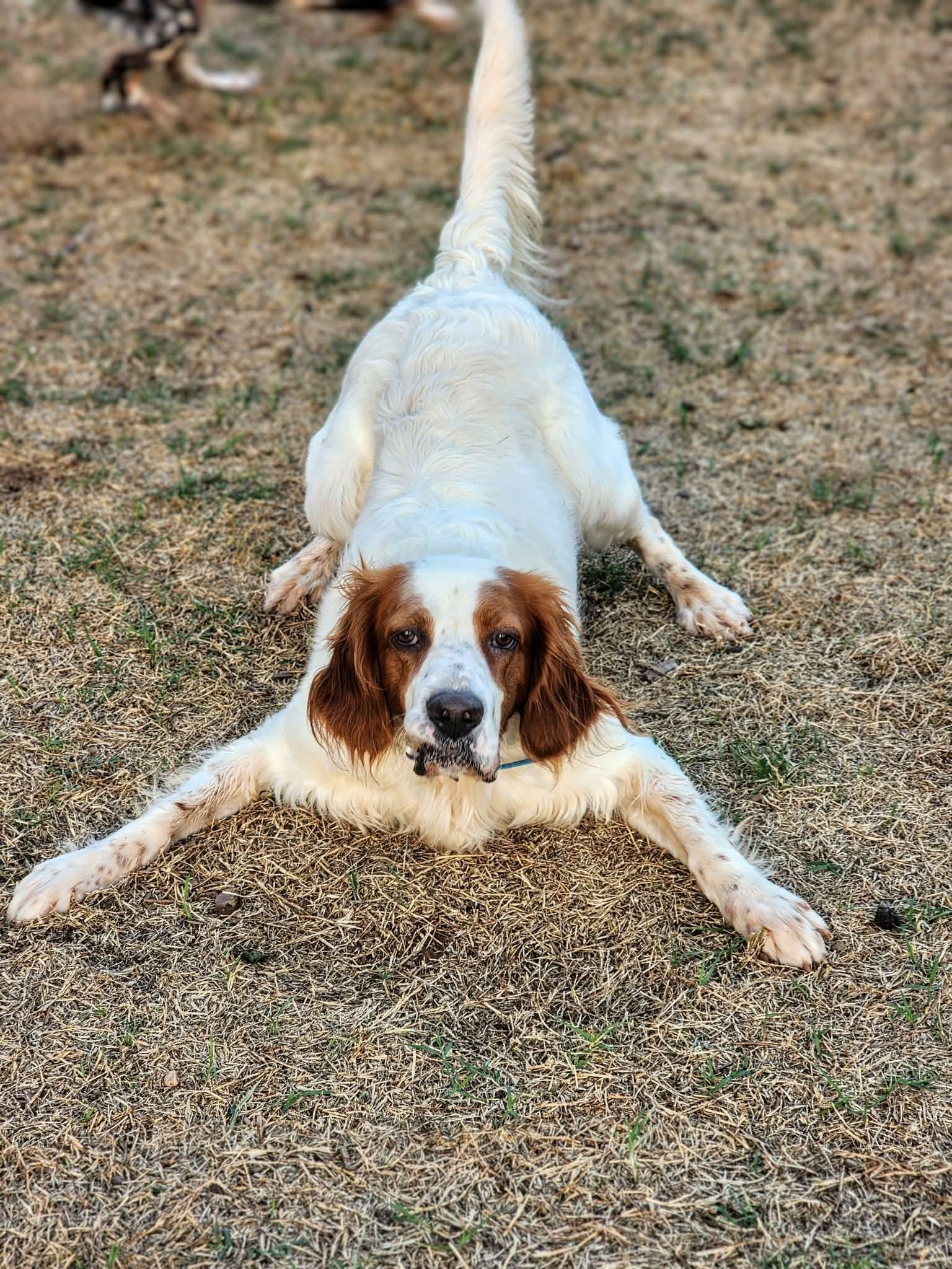 Enlarge Sonny, a ADOPTABLE English Setter in Edmond, OK image 2/6