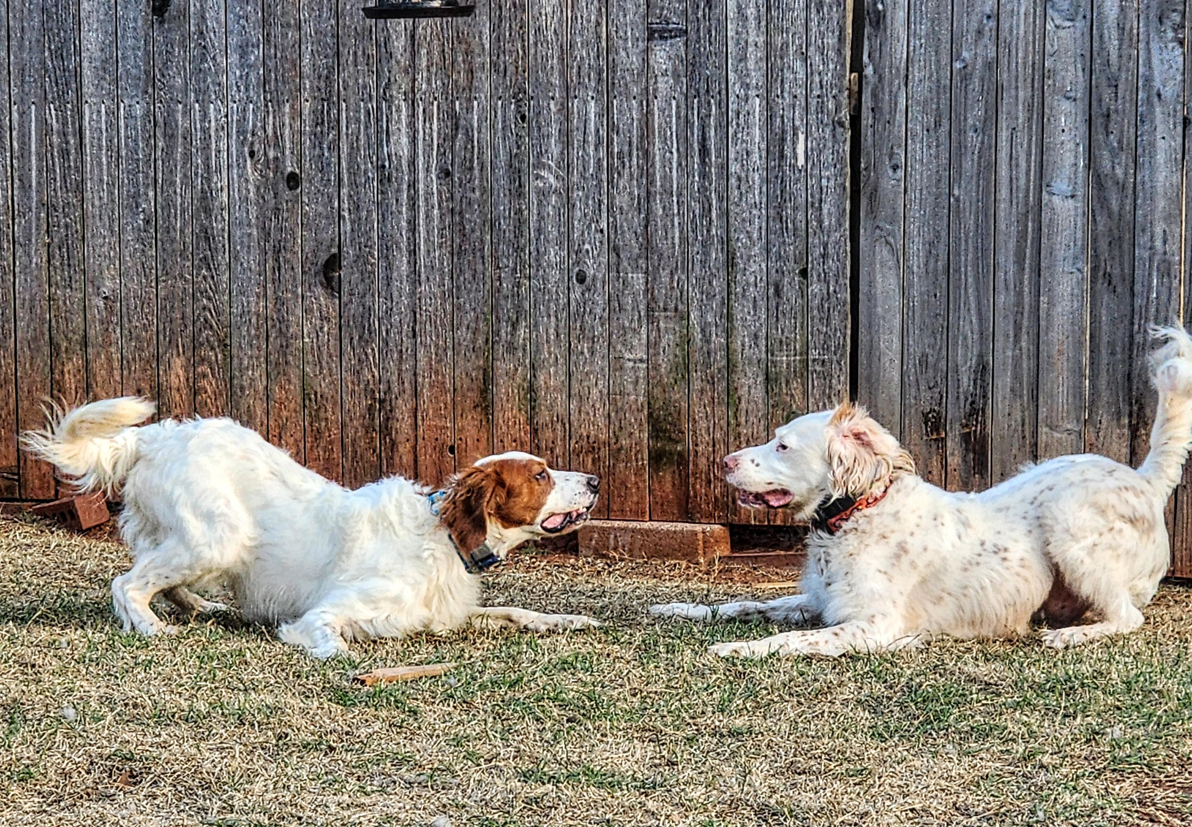 Enlarge Sonny, a ADOPTABLE English Setter in Edmond, OK image 4/6