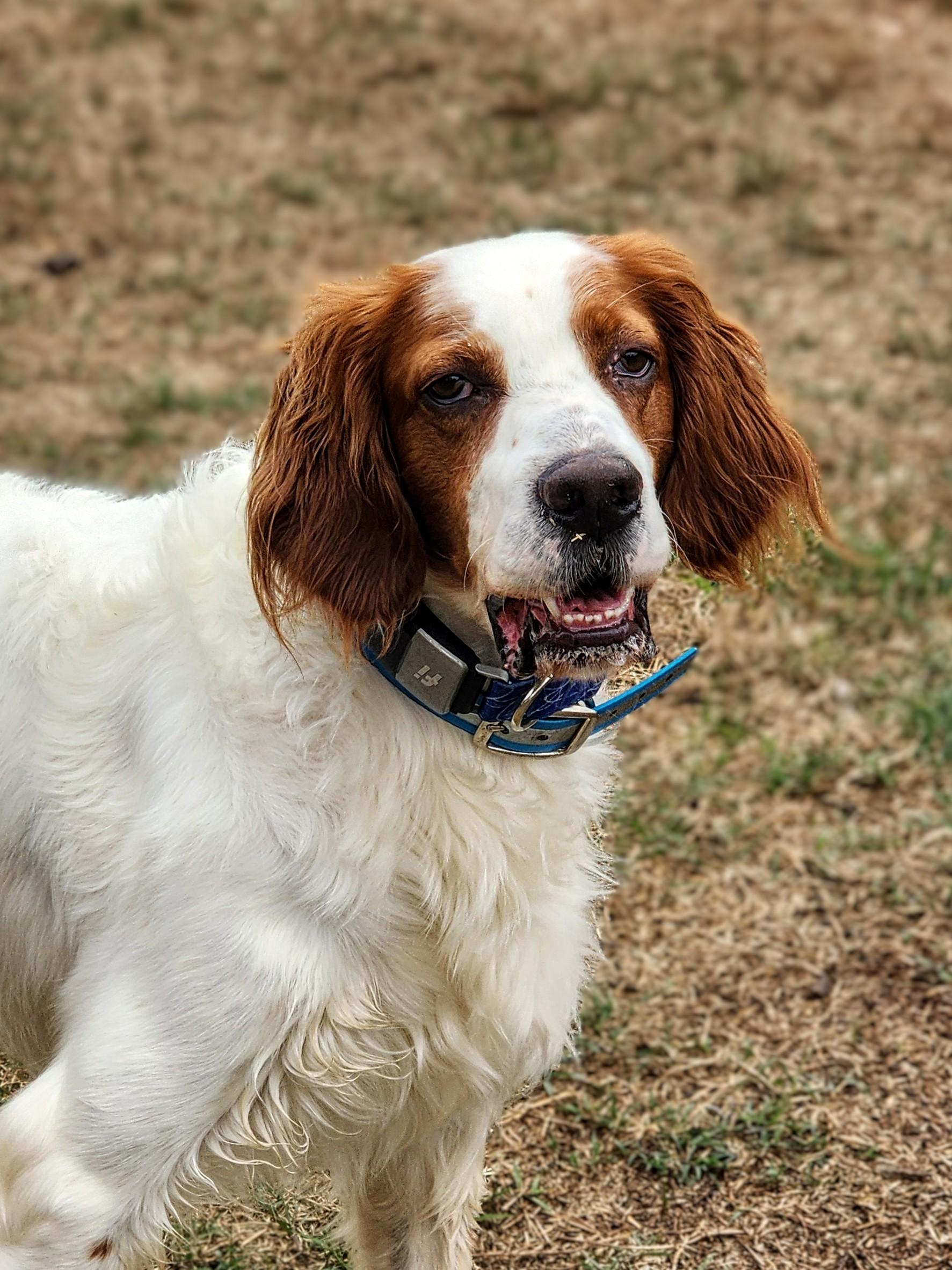 Sonny, ADOPTABLE, Adult Male English Setter.