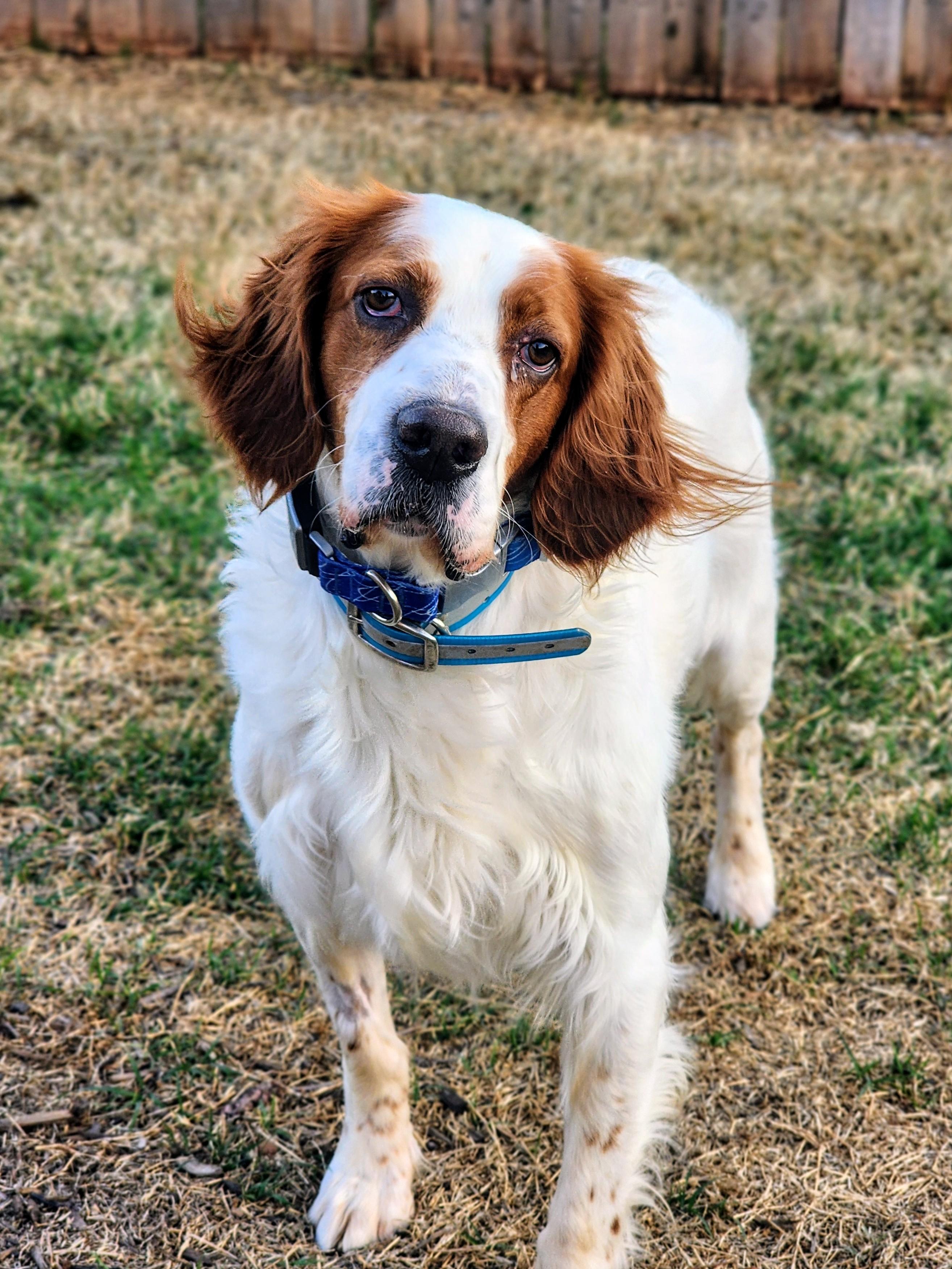 Enlarge Sonny, a ADOPTABLE English Setter in Edmond, OK image 3/6