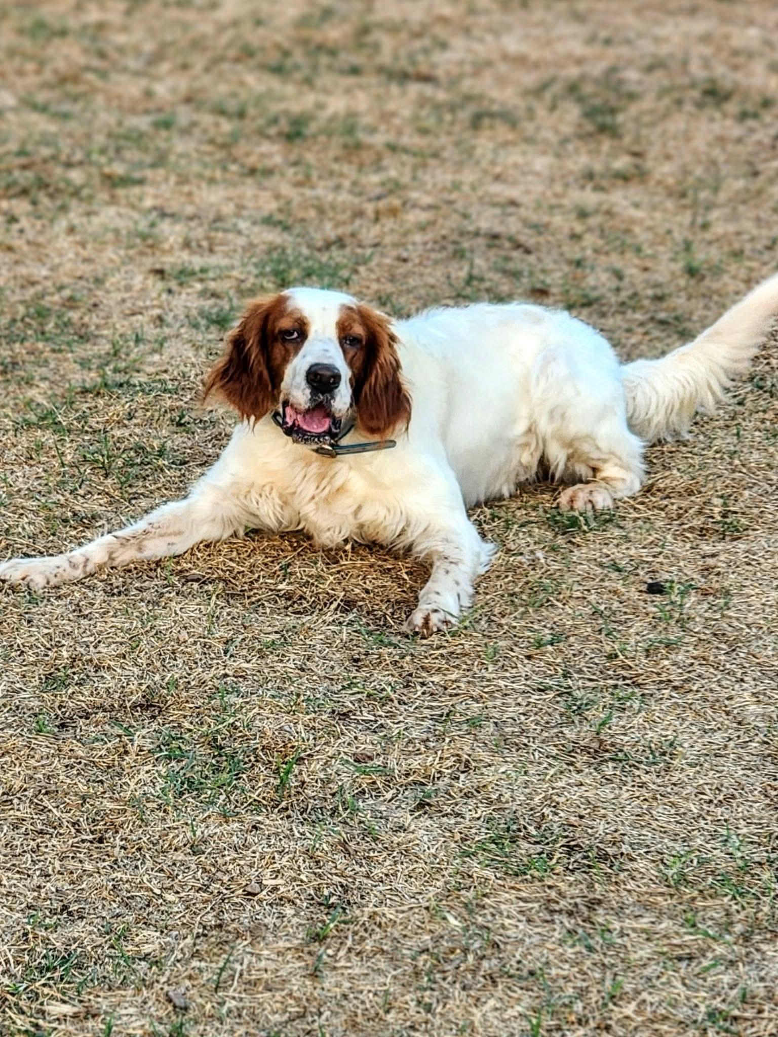 Enlarge Sonny, a ADOPTABLE English Setter in Edmond, OK image 5/6