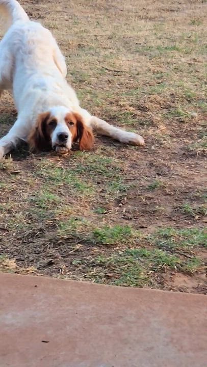 Enlarge Sonny, a ADOPTABLE English Setter in Edmond, OK video 6/6