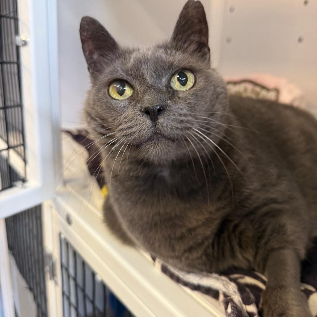 Lily, Adoptable, Senior Female Domestic Short Hair.