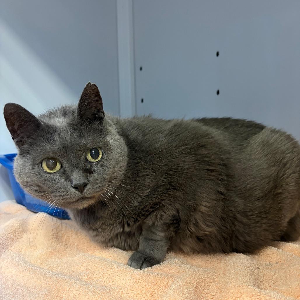 Enlarge Lily, a Adoptable Domestic Short Hair in Sarasota, FL image 2/3