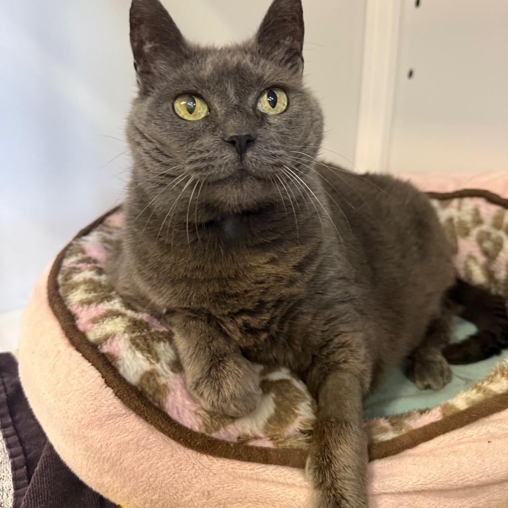 Enlarge Lily, a Adoptable Domestic Short Hair in Sarasota, FL image 3/3