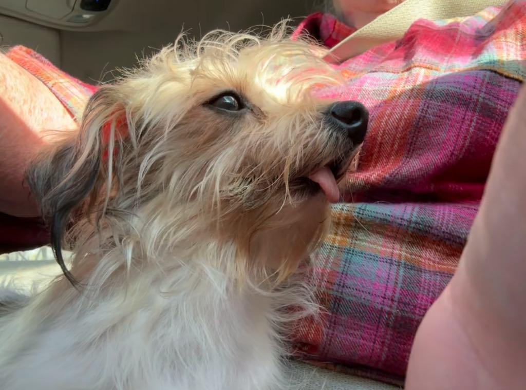 Hazel, Adopted, Young Female Yorkshire Terrier & Chihuahua.