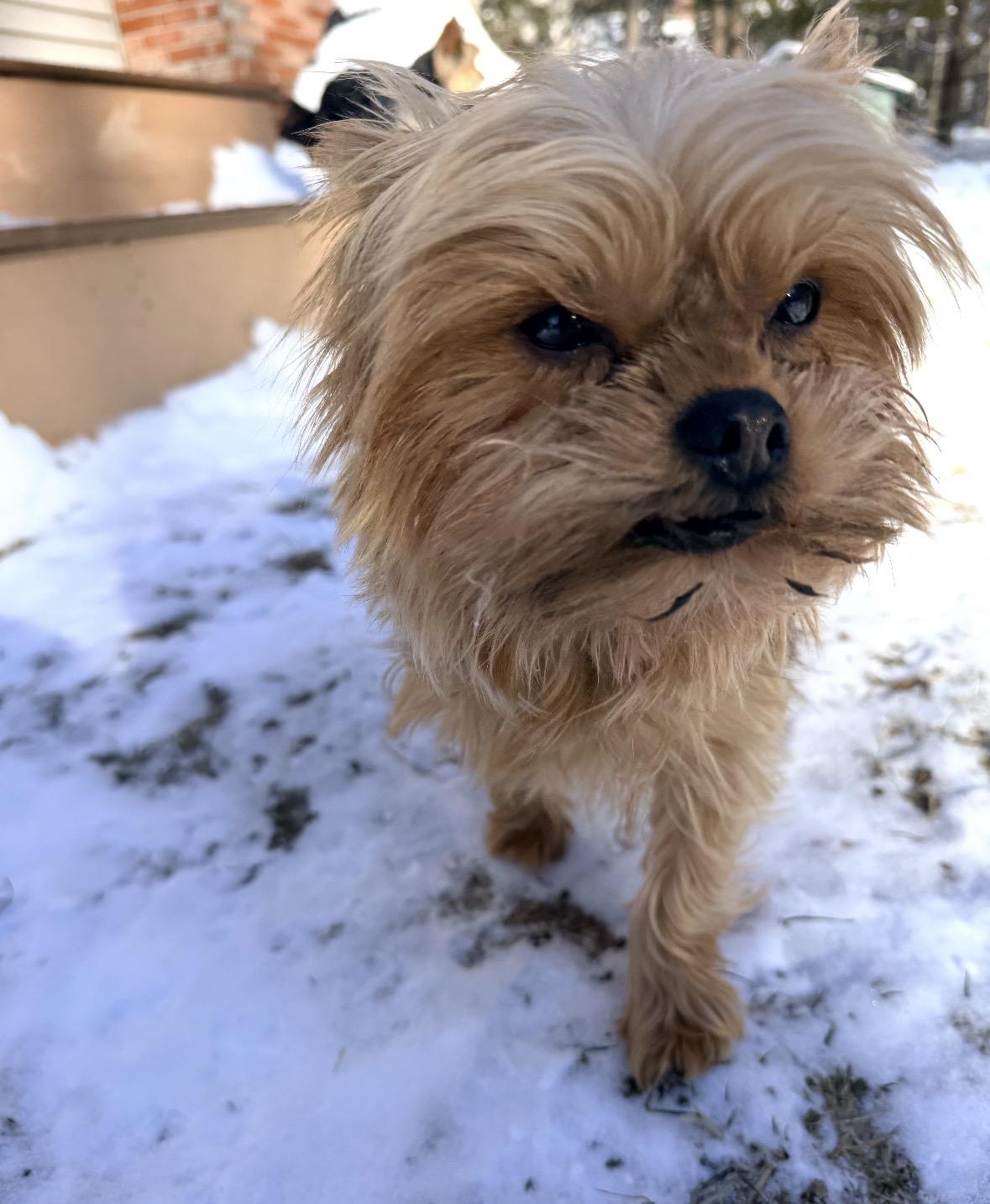 Enlarge Leezah , a ADOPTABLE Yorkshire Terrier in Taunton, MA image 5/5