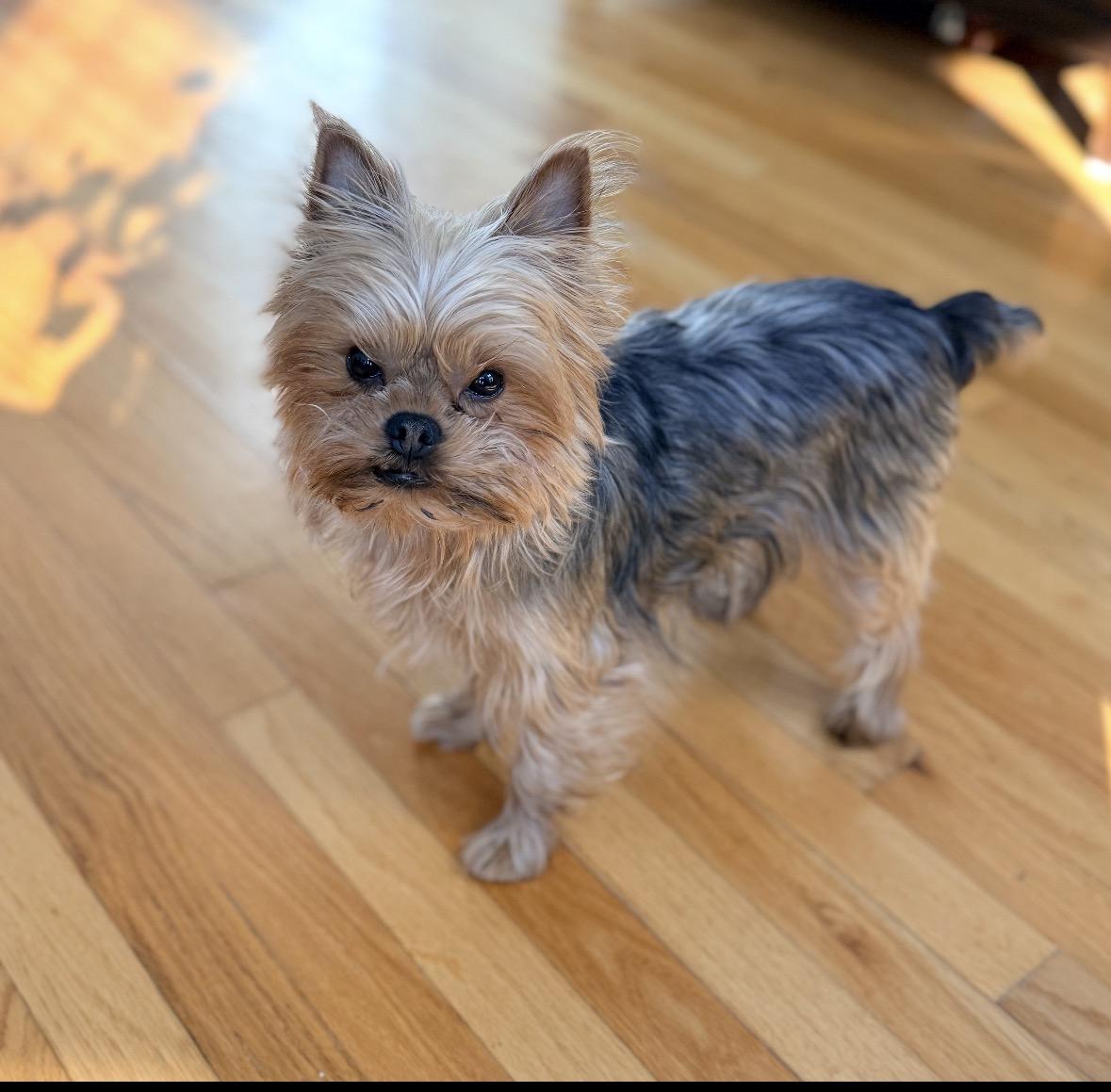 Leezah , ADOPTABLE, Adult Female Yorkshire Terrier.