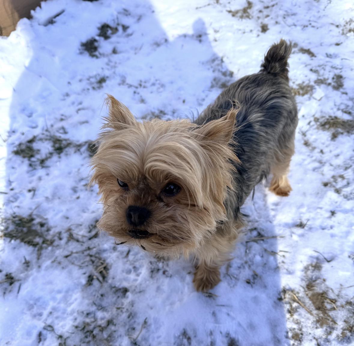 Enlarge Leezah , a ADOPTABLE Yorkshire Terrier in Taunton, MA image 4/5