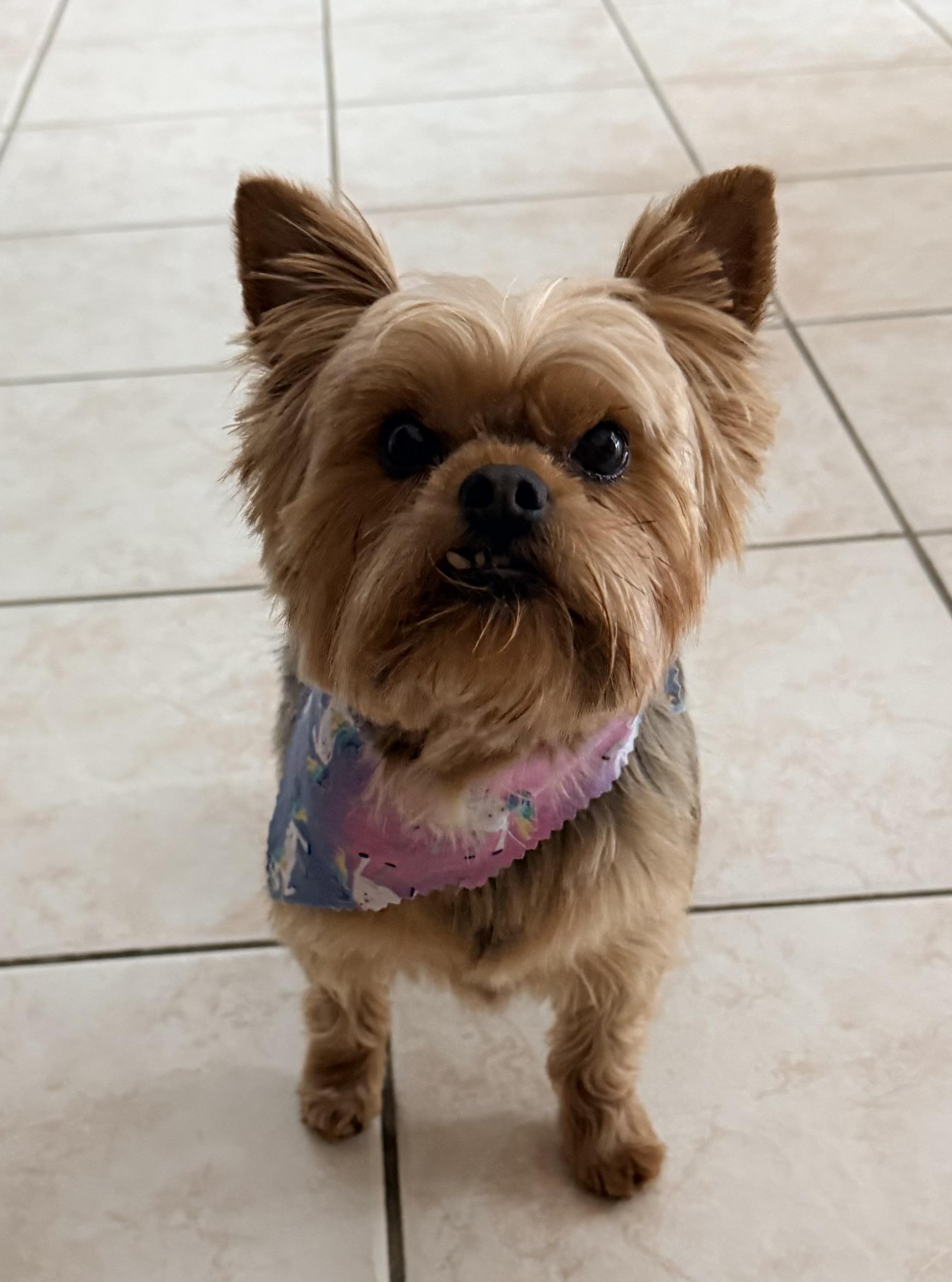 Leezah , ADOPTABLE, Adult Female Yorkshire Terrier.