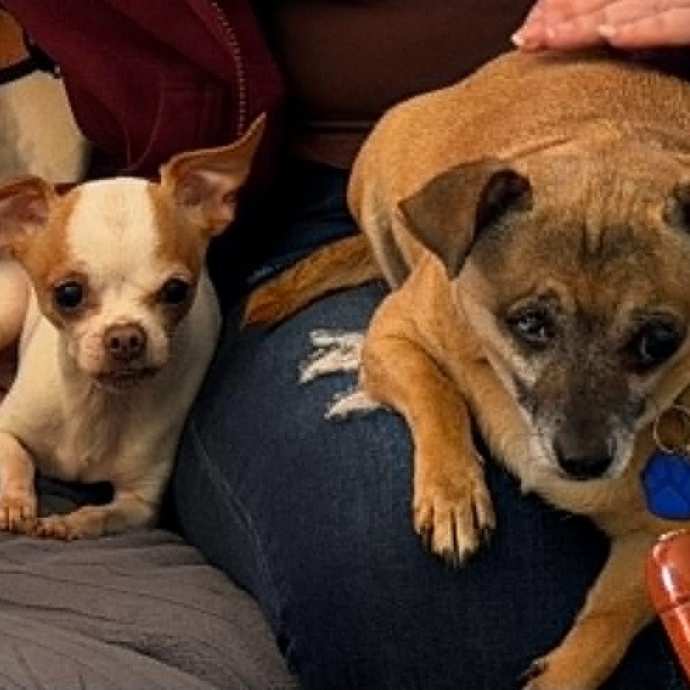 Enlarge Blessing (bonded with Nina), a ADOPTABLE Chihuahua in Cherry Hill, NJ image 6/6