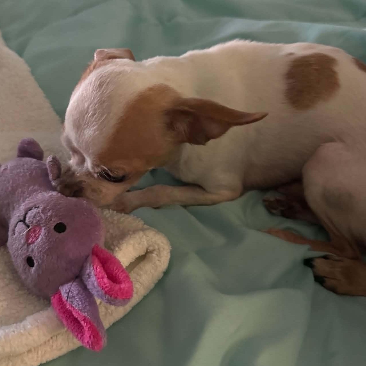 Enlarge Blessing (bonded with Nina), a ADOPTABLE Chihuahua in Cherry Hill, NJ image 5/6