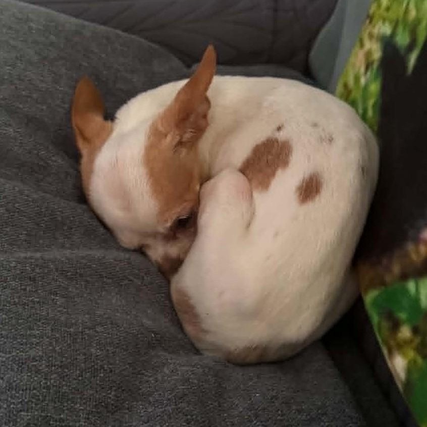 Enlarge Blessing (bonded with Nina), a ADOPTABLE Chihuahua in Cherry Hill, NJ image 4/6