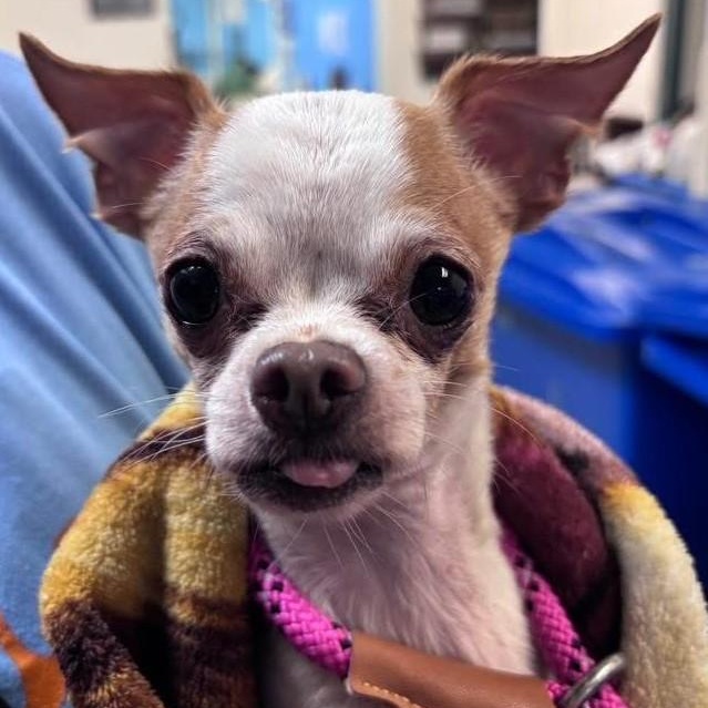 Enlarge Blessing (bonded with Nina), a ADOPTABLE Chihuahua in Cherry Hill, NJ image 1/6