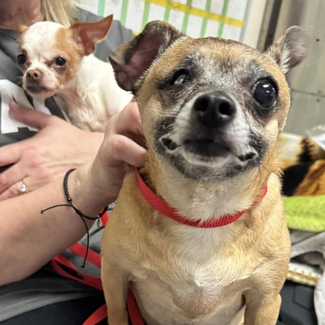 Enlarge Blessing (bonded with Nina), a ADOPTABLE Chihuahua in Cherry Hill, NJ image 2/6