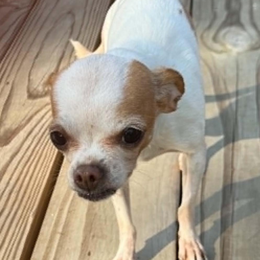 Enlarge Blessing (bonded with Nina), a ADOPTABLE Chihuahua in Cherry Hill, NJ image 3/6
