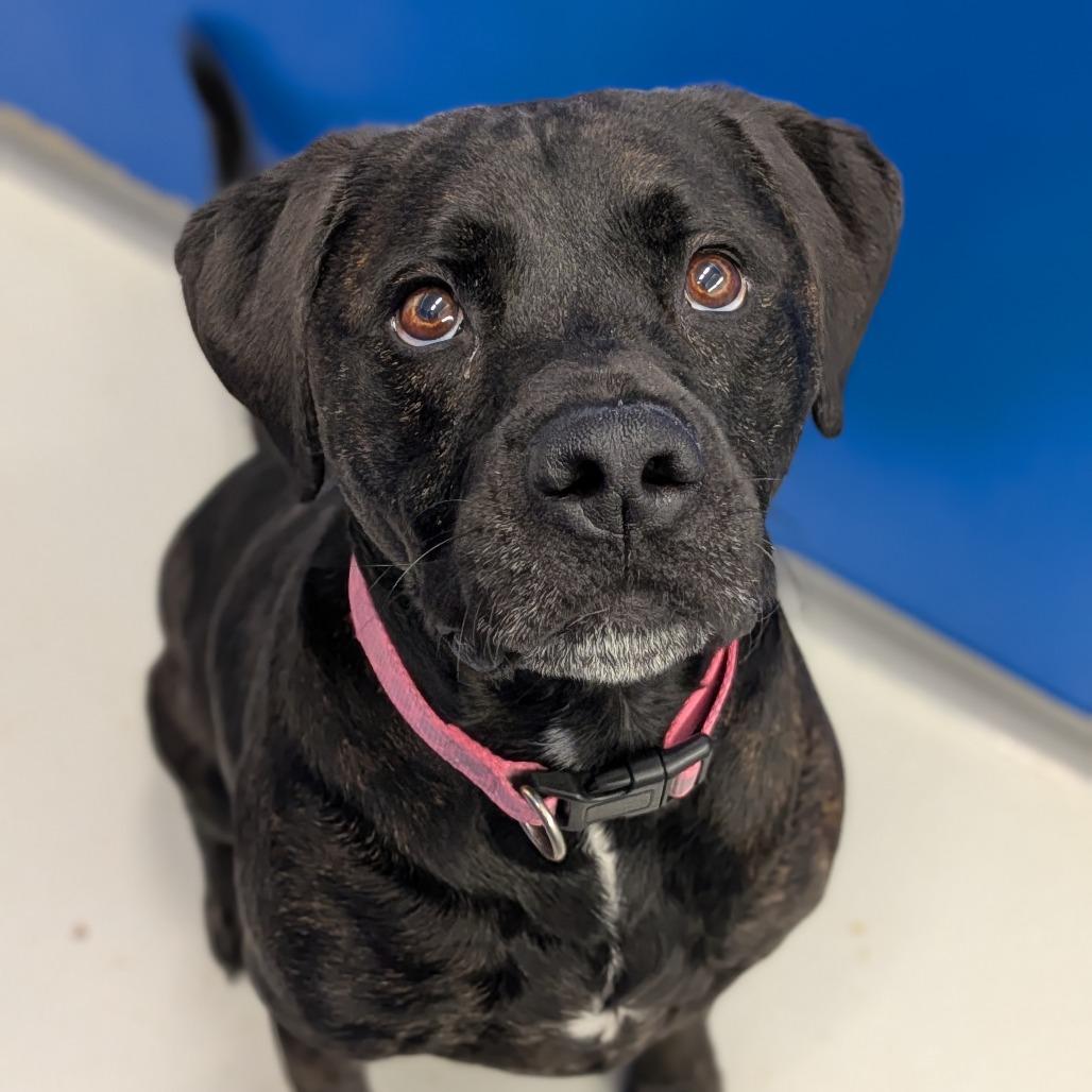 Milo, a Adoptable mixed breed in Milan, IL image 1/6