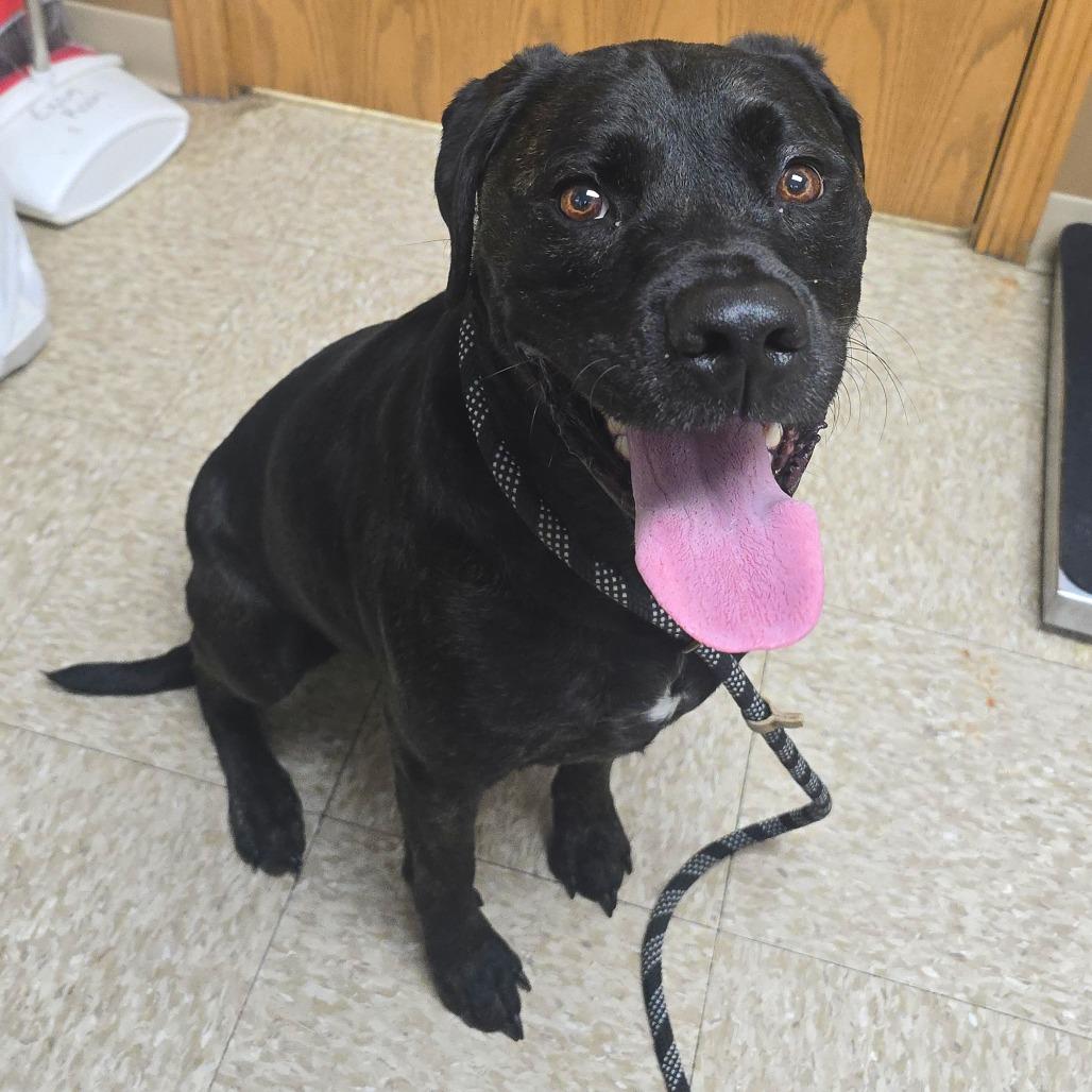 Milo, a Adoptable mixed breed in Milan, IL image 2/6