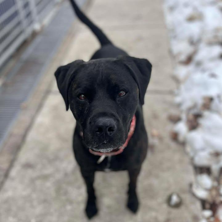 Milo, a Adoptable mixed breed in Milan, IL image 3/6